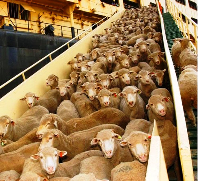 live-export-sheep.jpg